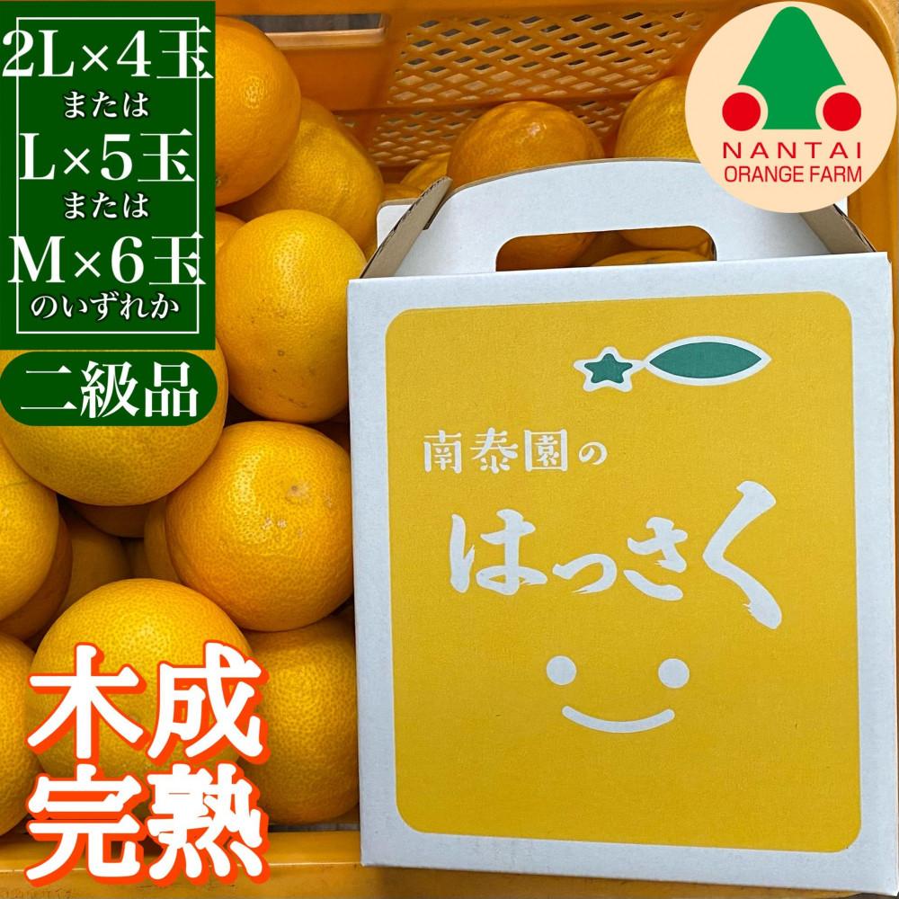 ちょっと 傷あり 4月 まで 木成 完熟 させた 有田 はっさく 2L ～ M ( 4玉 ～ 6玉 ) 手さげ箱 南泰園 みかん