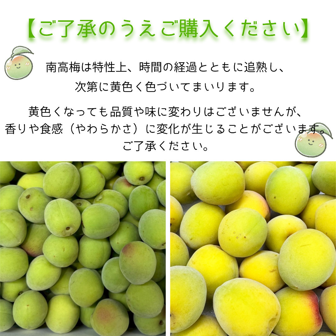 青梅 南高梅 5kg