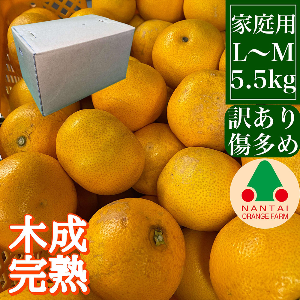 家庭用 5.5kg 訳あり 傷多め 4月 まで 木成 完熟 させた 有田 はっさく L または M サイズ 茶箱 南泰園 みかん