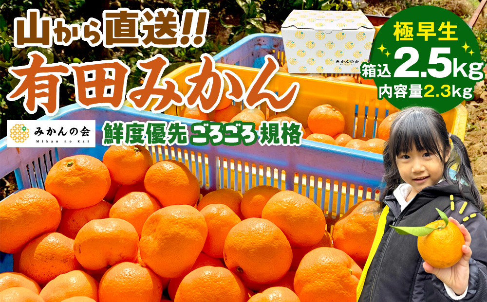 みかん 極早生 山から直送 箱込 2.5kg (内容量約 2.3kg) 採れたてそのままごろごろ規格 有田みかん 和歌山県産 【みかんの会】［2026年10月上旬頃より順次発送予定］