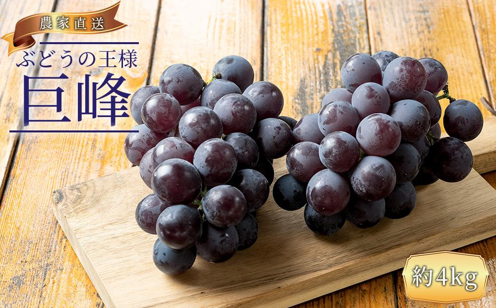 ぶどうの王様 農家直送 朝採り 巨峰 約4kg［2026年・先行予約］