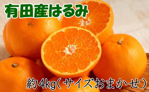 ［厳選・濃厚］紀州有田産のはるみ約4kg(サイズおまかせ) ★2027年1月下旬頃より順次発送［TM27w］