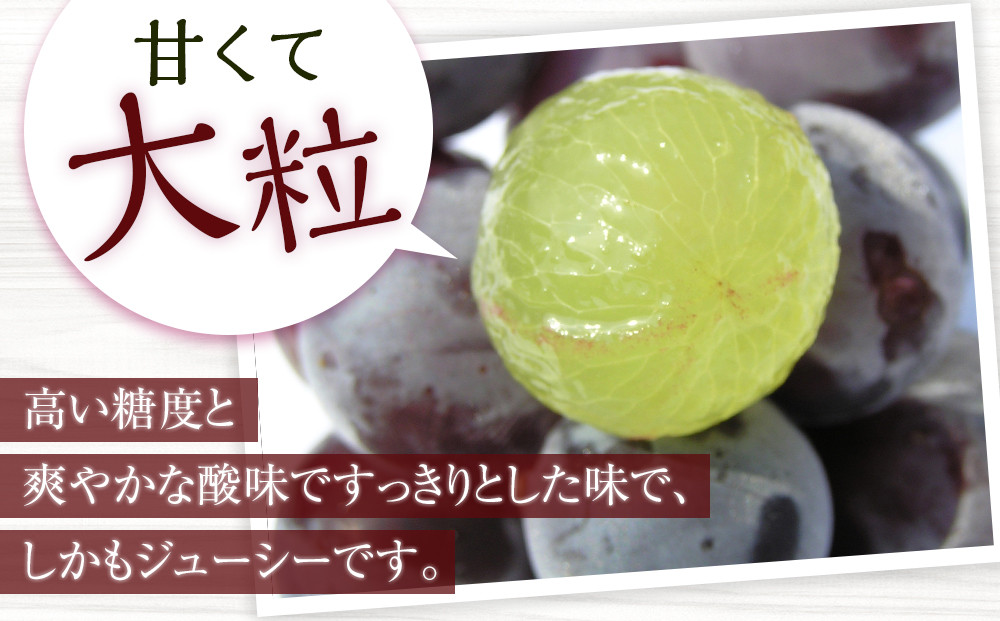［先行予約］［新鮮・産直］有田巨峰村の朝採りたねなしピオーネ　約2kg★2026年８月中旬頃より順次発送