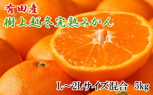 ［濃厚・まろやか］有田産樹上越冬完熟みかん5kg（L～2Lサイズ混合・秀品）★2027年1月下旬頃より順次発送