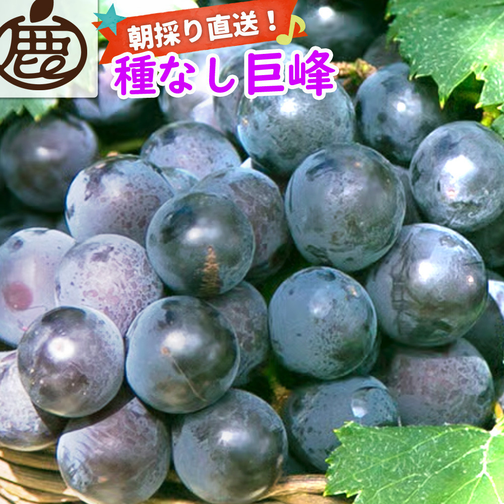 ［先行予約］巨峰 約1kg［朝採り］［葡萄・ぶどう］［種なしブドウ］［フルーツ・果物］［2026年8月下旬頃から順次発送］