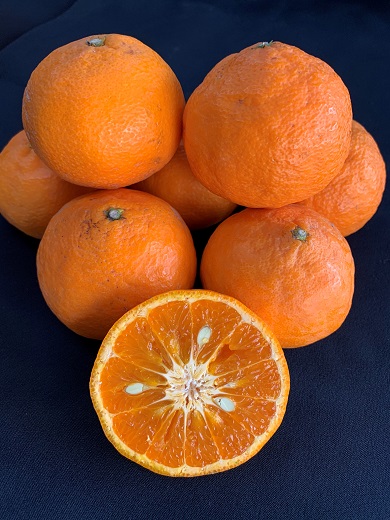 【数量限定】【はるみかんの王様】カラマンダリン（カラー）約3kg　※サイズ指定不可