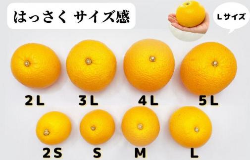 八朔 訳あり それでも 有田の八朔  (はっさく) 箱込 7.5kg (内容量約 6.8kg) サイズミックス B品 和歌山県産  産地直送［おまけ付き］［みかんの会］