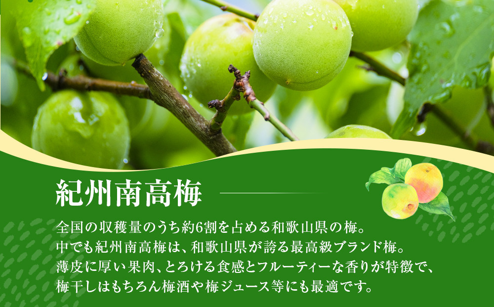 青梅 10kg 訳あり 紀州南高梅 シロップ・梅酒・梅干し用等 和歌山県有田産 2026年5月下旬～7月上旬発送予定