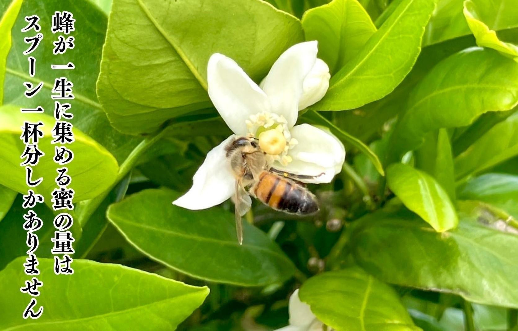 【母の日ギフト】有田のはちみつセット（みかん蜂蜜210g 百花蜂蜜210g 各1本）和歌山県産 産地直送【みかんの会】