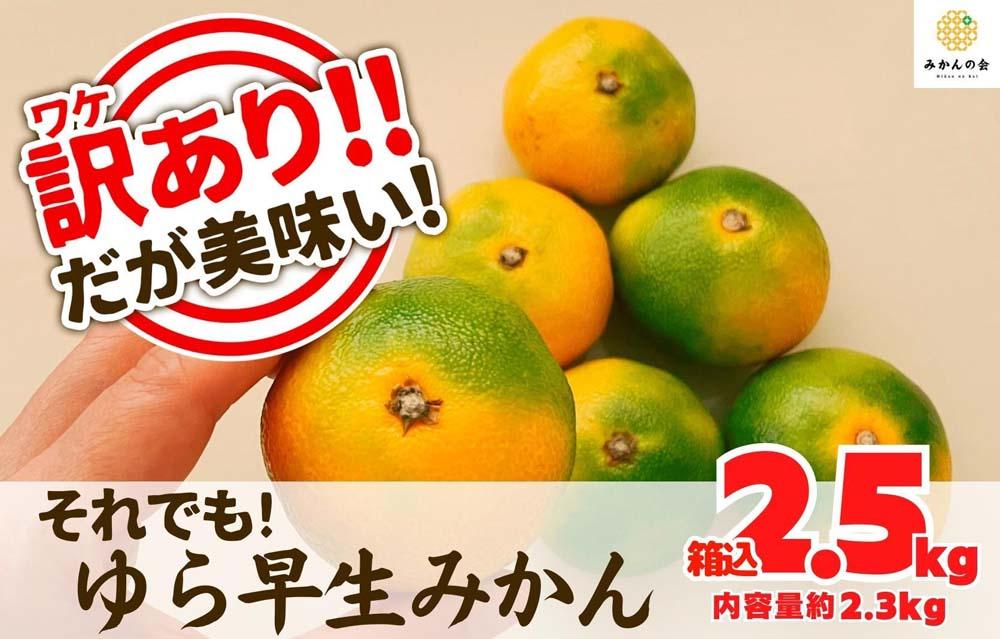 訳あり ゆら早生 みかん 箱込2.5kg (内容量 2.3kg)サイズミックス 有田みかん 和歌山県産 【みかんの会】［2026年10月下旬頃より順次発送予定］