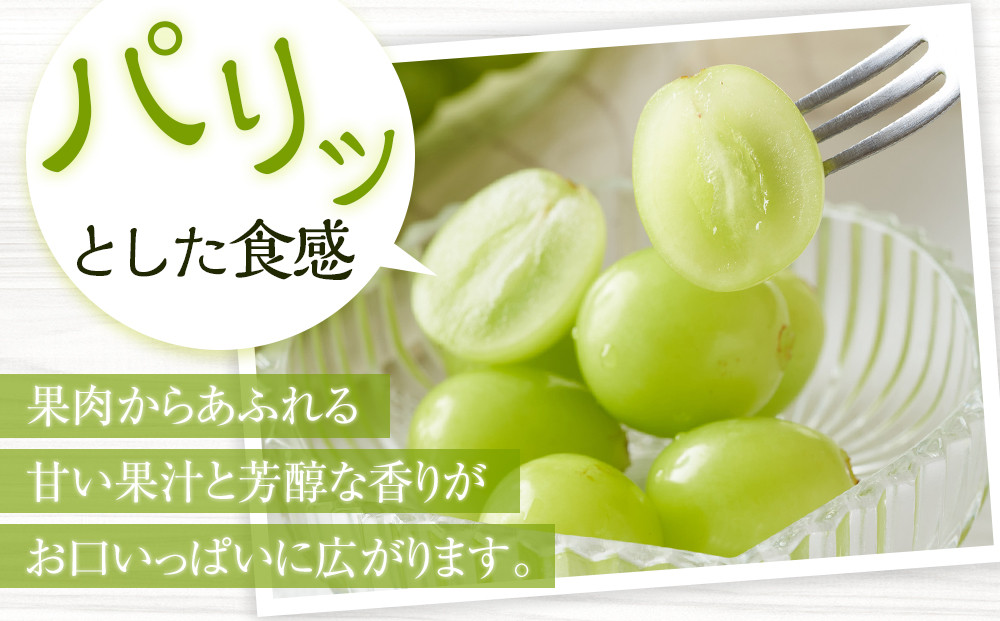［先行予約］シャインマスカット 約1.4kg  (2房～4房) 有田巨峰村 【朝採 新鮮】 ■2026年発送■※8月下旬頃から9月下旬頃まで順次発送予定