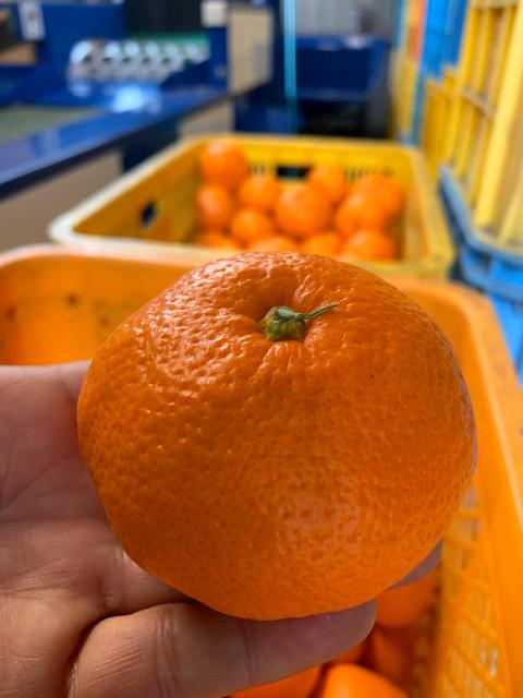 雜雁ャ譛ャ雋ッ阡オ 荳ケ逕溽ウサ縺ソ縺九sシ医↓繧縺縺代>シ 邏5kg 遘蜩 2Lス3L シサ鬮倡ウ也ウサシスシサ繝槭Ν繧キ霎イ蝨抵シス