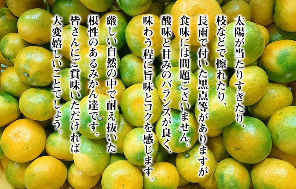 訳あり ゆら早生 みかん 箱込5kg(内容量 4.4kg)サイズミックス  有田みかん 和歌山県産 【みかんの会】［2026年10月下旬頃より順次発送予定］