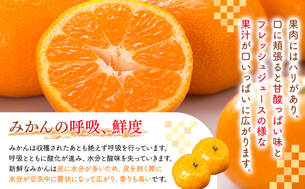 みかん うま採り 箱込約 1kg（内容量0.9kg） 光センサー選別 みかんの会厳選 サイズミックス 和歌山県産 産地直送 【みかんの会】［2026年11月中旬より順次出荷予定］