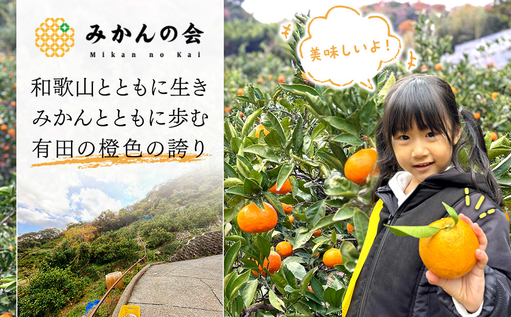 みかん うま採り 箱込約 2.5kg（内容量2.3kg） 光センサー選別 みかんの会厳選 サイズミックス 和歌山県産 産地直送 【みかんの会】［2026年11月中旬より順次出荷予定］