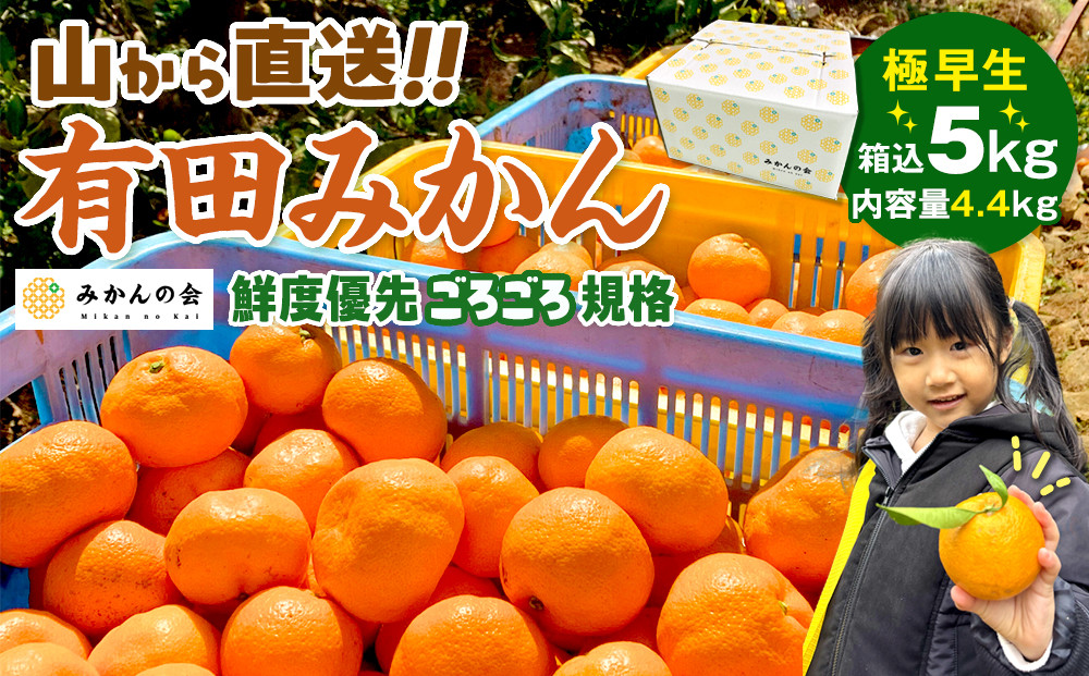 みかん 極早生 山から直送 箱込 5kg (内容量約 4.4kg) 採れたてそのままごろごろ規格 有田みかん 和歌山県産 【みかんの会】［2026年10月上旬頃より順次発送予定］