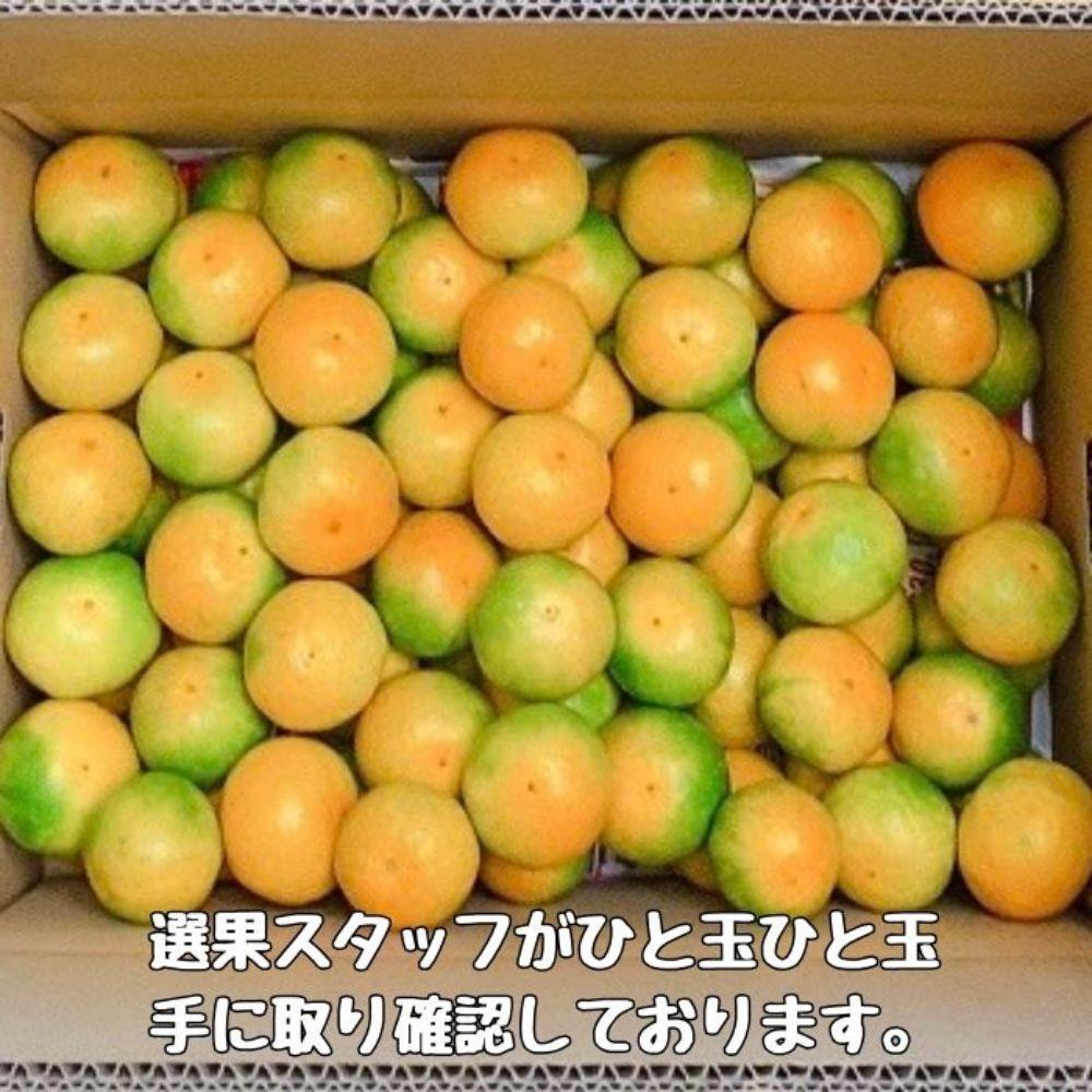 有田みかん 由良早生S〜Lサイズ混合 約10kg 【2026年発送 先行予約】