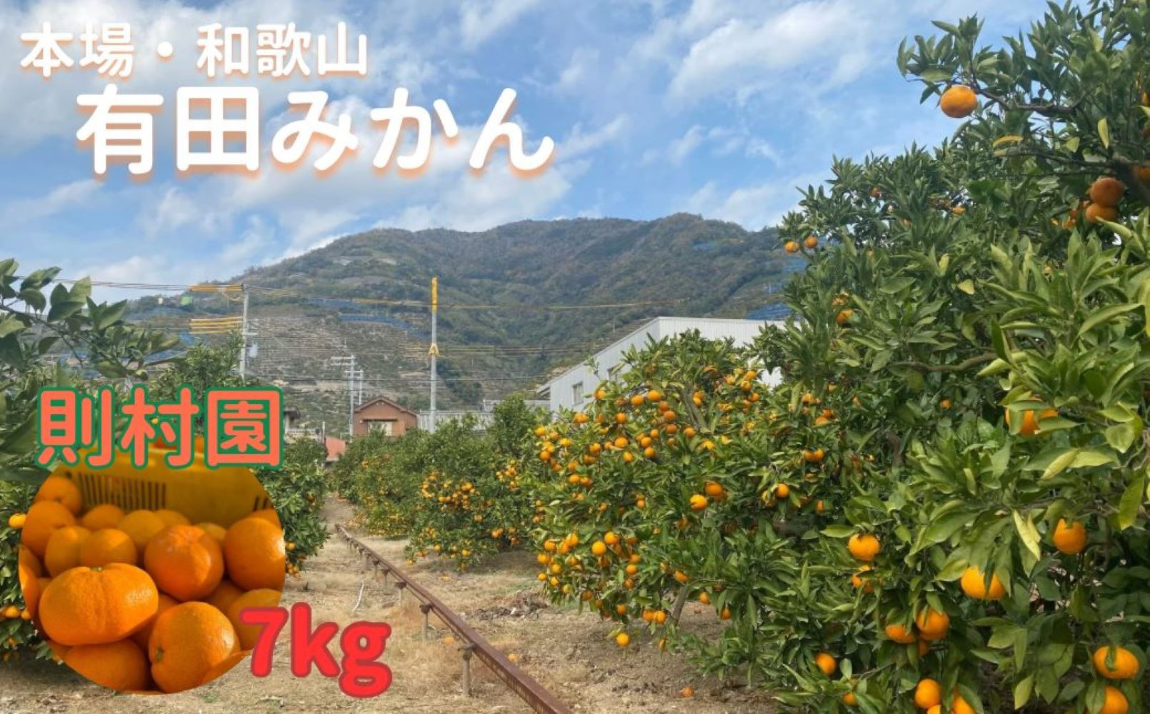 則村園産 有田みかん 7kg 温州みかん みかん 蜜柑 甘い 甘いみかん 有田 有田川町 和歌山