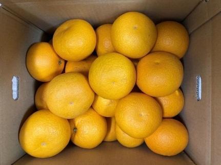 真心こめた木成り八朔 約3kg【2027年2月中旬頃より発送】【Ｍ～3Ｌサイズおまかせ】