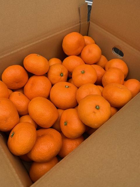 雜雁ャ譛ャ雋ッ阡オ 荳ケ逕溽ウサ縺ソ縺九sシ医↓繧縺縺代>シ 邏5kg 遘蜩 2Lス3L シサ鬮倡ウ也ウサシスシサ繝槭Ν繧キ霎イ蝨抵シス