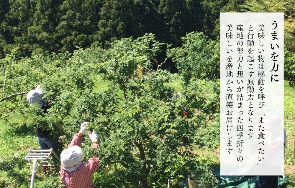 【6月下旬出荷予定】冷凍山椒 凍ってんじゃ ぶどう山椒 500g ( 100g × 5袋 ) 和歌山県産 【みかんの会】