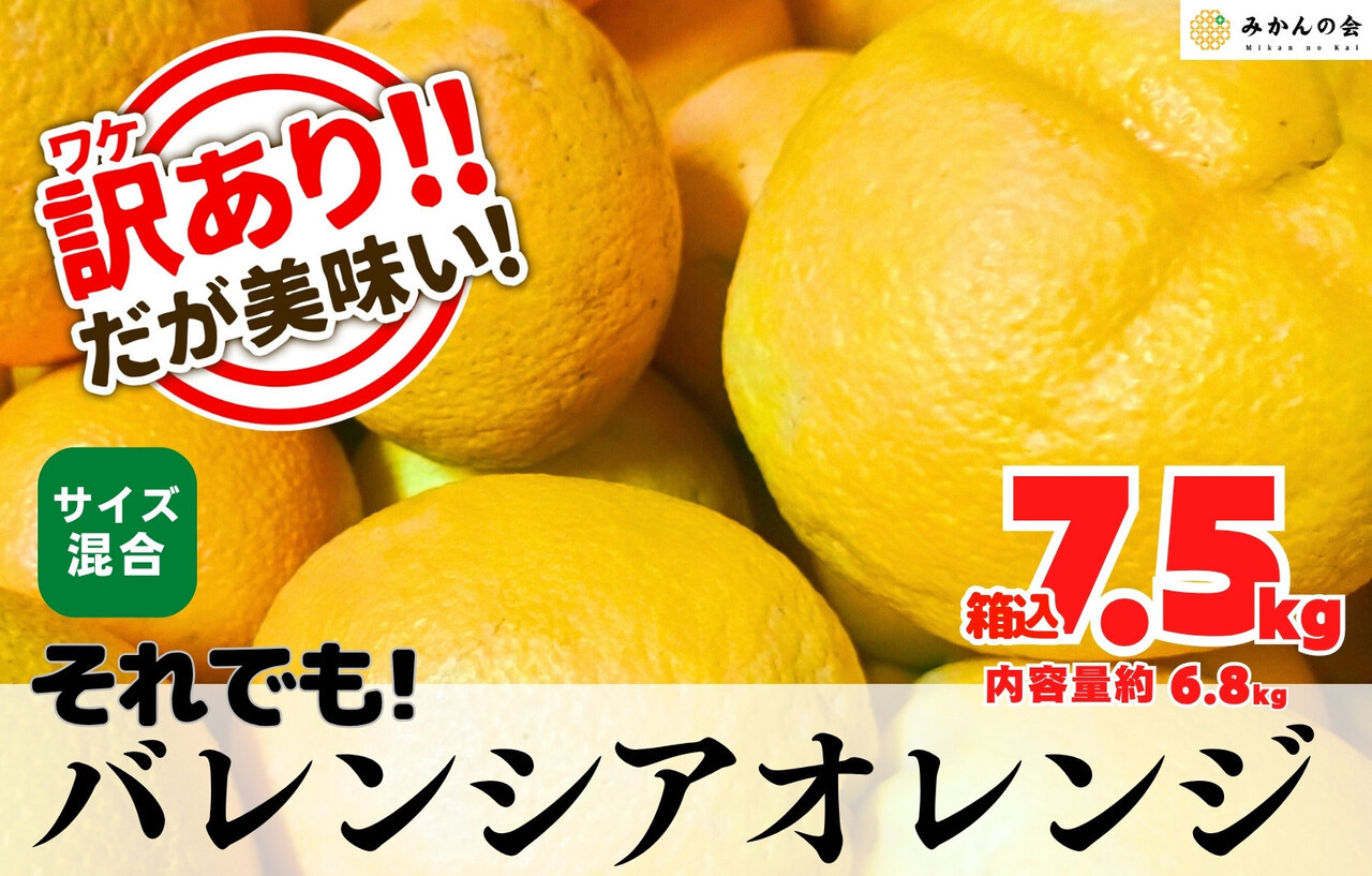 訳あり バレンシアオレンジ  国産 箱込 7.5kg (内容量 6.8kg ) サイズミックス 和歌山県産 産地直送 みかんの会