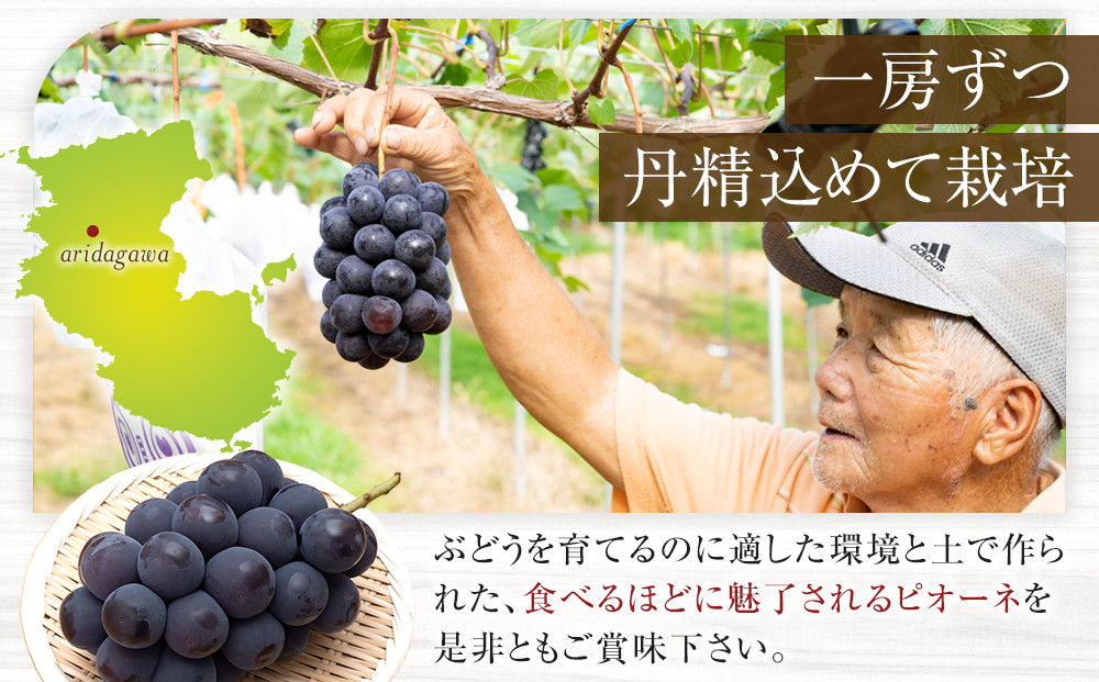 ［先行予約］［新鮮・産直］有田巨峰村の朝採りたねなしピオーネ　約2kg★2026年８月中旬頃より順次発送