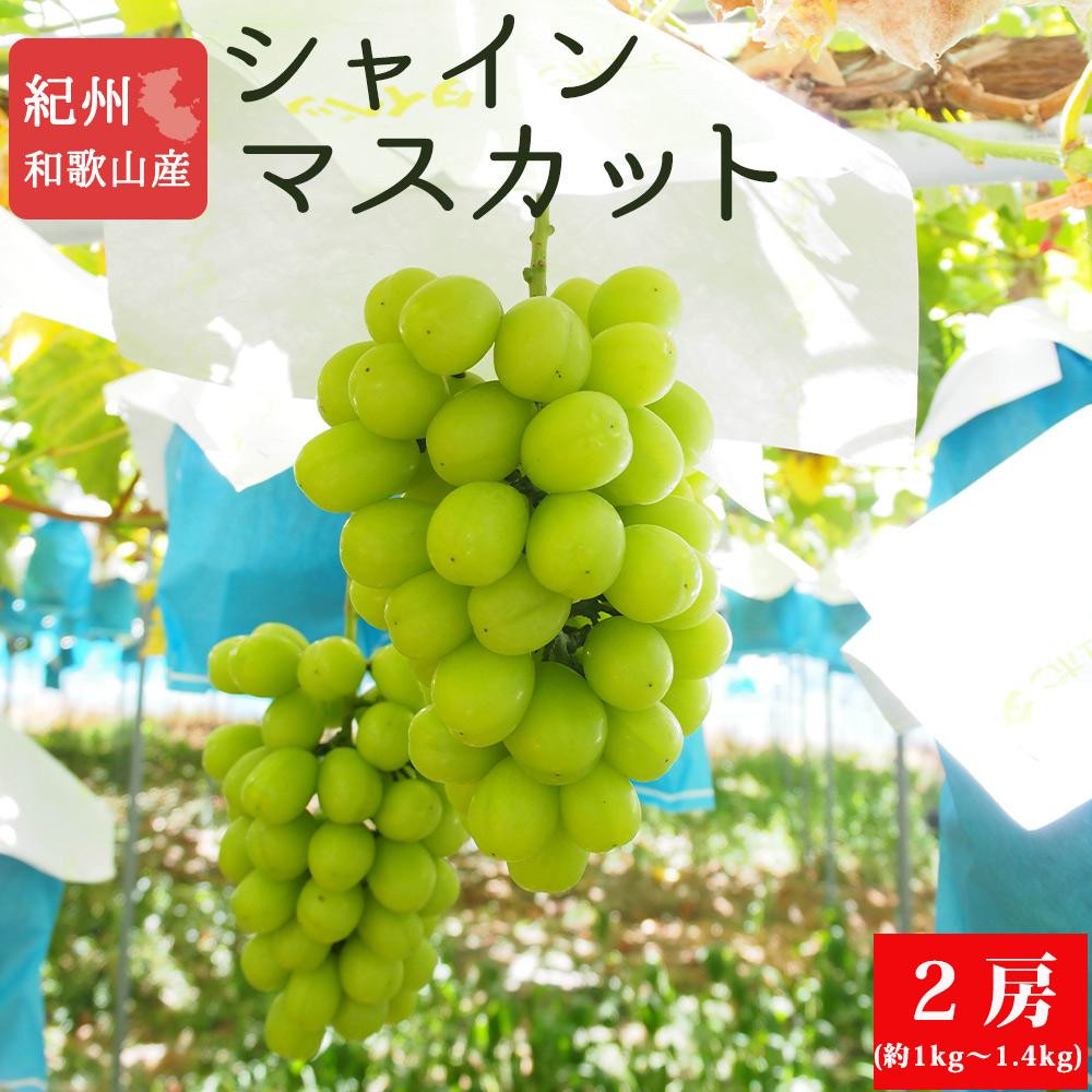 紀州有田産シャインマスカット２房（約1kg?1.4kg）【先行予約】【2026年8月下旬以降発送予定】