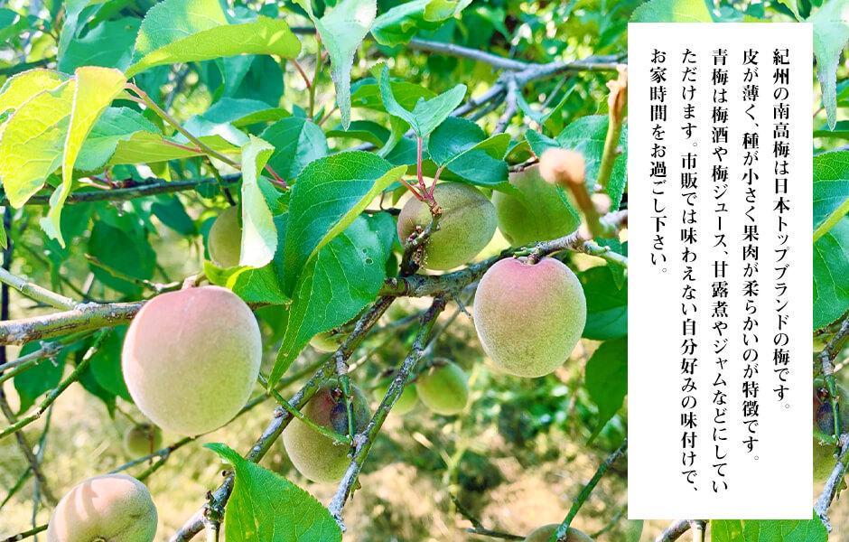 【2026年7月上旬～出荷予定】梅 冷凍 青梅 南高梅 3kg ( 1kg × 3袋 ) 秀品 2L or Lサイズ 和歌山県産 紀州有田  【みかんの会】