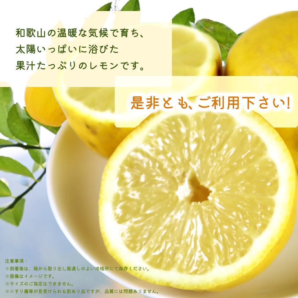 ［ご家庭用訳あり］ 紀州有田産レモン 2.5kg［2027年3月上旬以降発送］［先行予約］