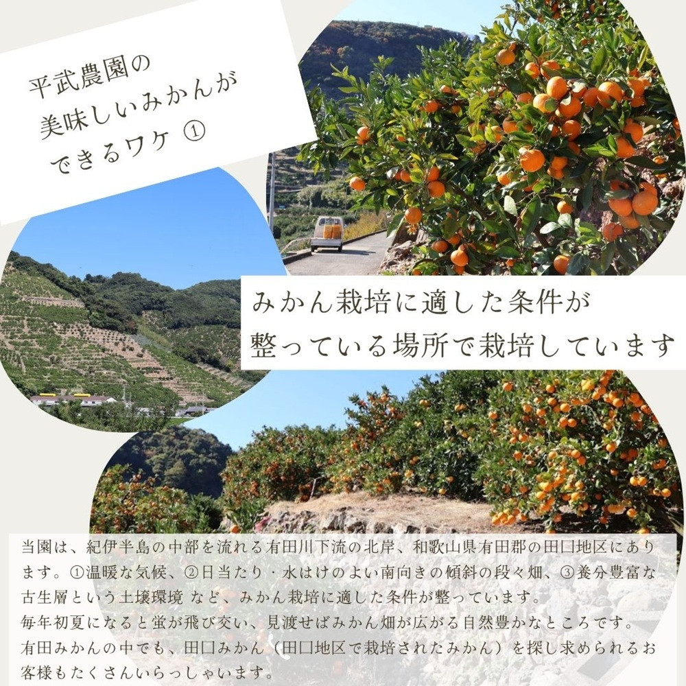 農家直送！なつみオレンジ 小玉5kg【平武農園】～蛍飛ぶ町から旬の便り～