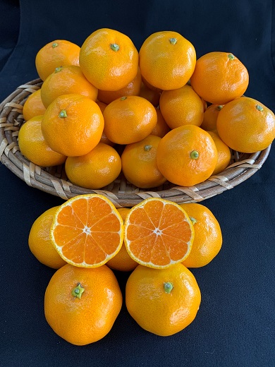 【数量限定】【赤秀特選品】有田みかん2Sサイズ約5kg