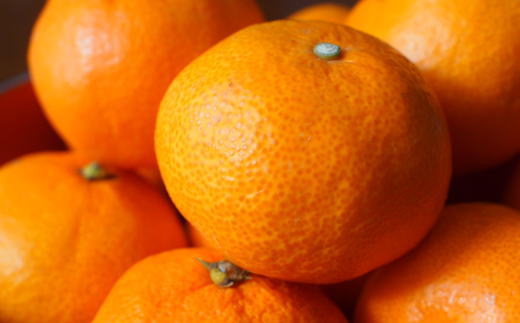 ［高糖系］貯蔵越冬丹生系みかん約5kg（S～Lサイズおまかせ）★2027年2月下旬頃より順次発送