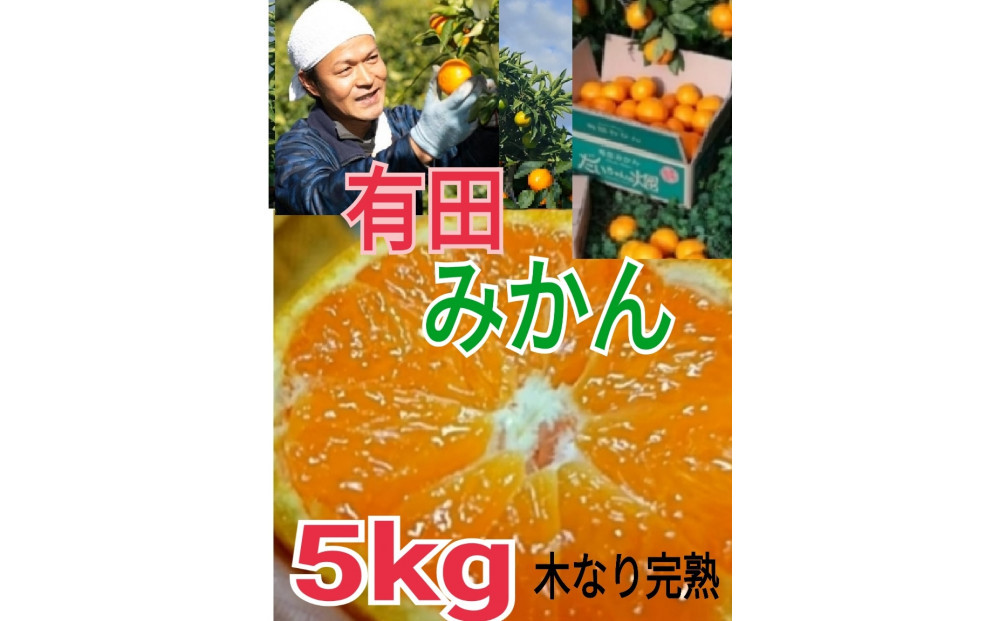 ［先行予約］有田みかん  秀品 5kg　木成り完熟［贈答用］大ちゃんの畑農園