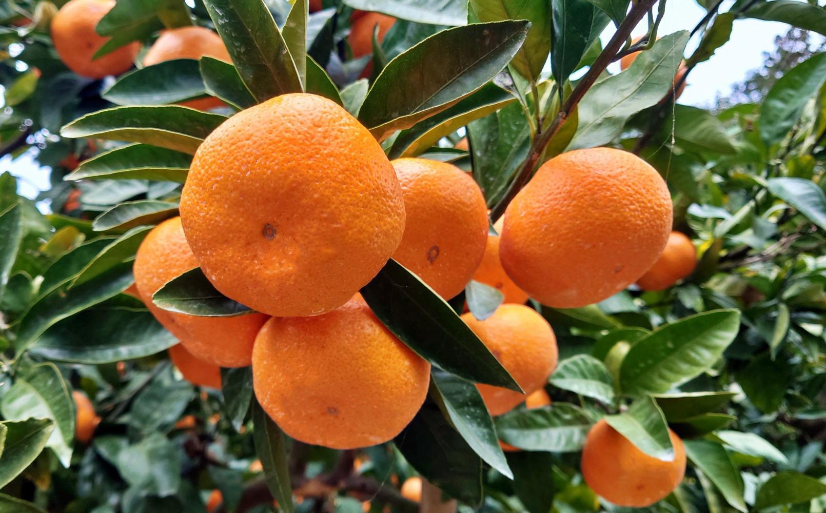 [秀品]和歌山有田みかん約9kg(2Lサイズ) ★2026年11月中旬頃より順次発送［TM85w］