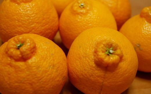 有田の不知火 約6.5kg サイズ混合［ 濃厚 ご家庭用向け ］★2027年2月中旬頃より順次発送