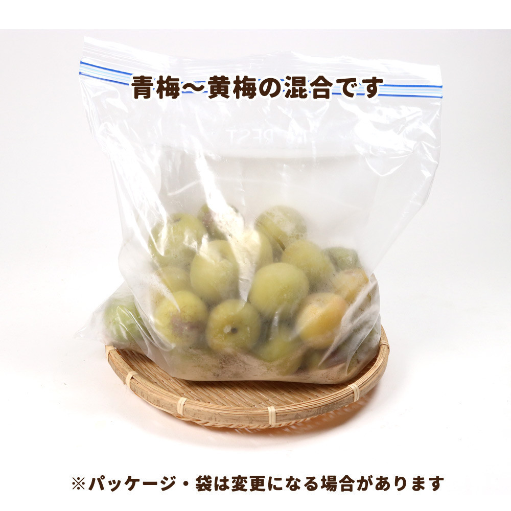 家庭用 冷凍梅 約0.5kg 紀州南高梅 青梅 黄梅 完熟梅 訳あり