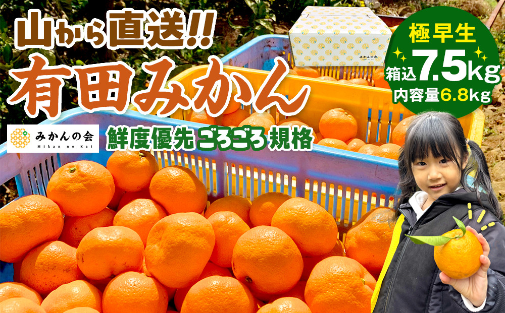 みかん 極早生 山から直送 箱込 7.5kg (内容量約 6.8kg) 採れたてそのままごろごろ規格 有田みかん 和歌山県産 【みかんの会】［2026年10月上旬頃より順次発送予定］