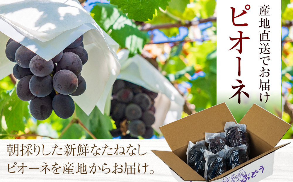 ［先行予約］［新鮮・産直］有田巨峰村の朝採りたねなしピオーネ　約2kg★2026年８月中旬頃より順次発送