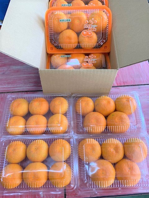 ハウスみかん　4パック【マルシ農園】