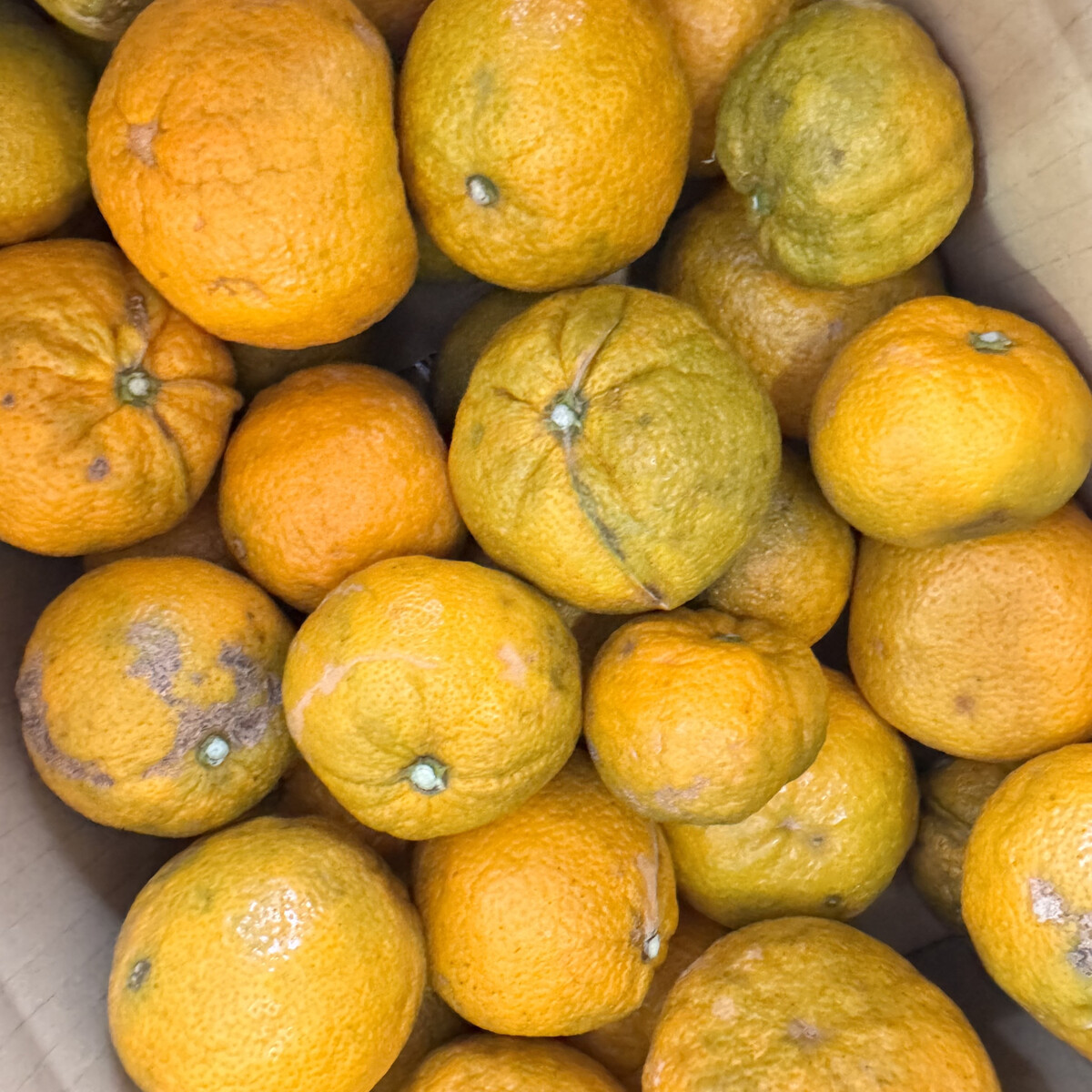 訳あり じゃばら 1kg (6～9玉)