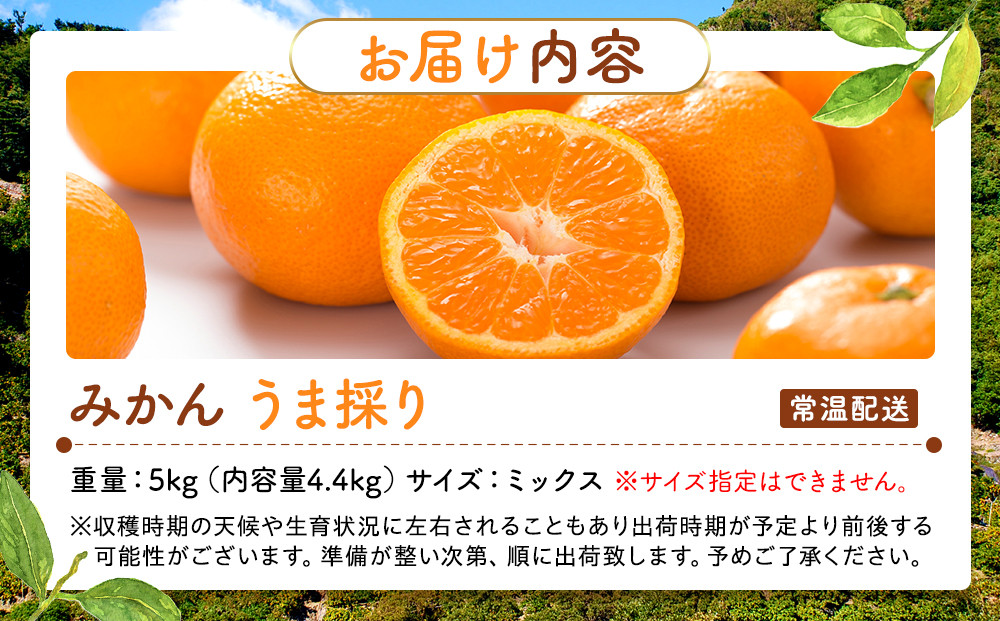 みかん うま採り 箱込約 5kg（内容量4.4kg） 光センサー選別 みかんの会厳選 サイズミックス 和歌山県産 産地直送 【みかんの会】［2026年11月中旬より順次出荷予定］