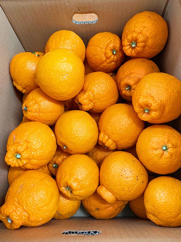 ［ご家庭用訳有り］紀州有田産不知火(しらぬひ) 約8.5kg［2027年2月中旬以降発送］［先行予約］［UT41w］