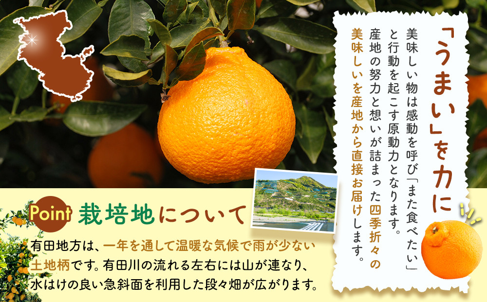 不知火 とにかく 小玉 箱込10kg (内容量約 9.2kg)  秀優品混合 和歌山県産 産地直送［みかんの会］