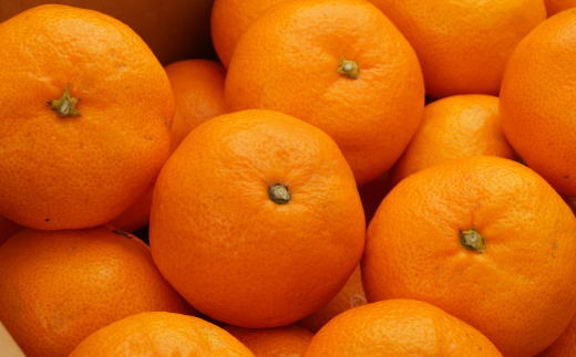 [秀品]和歌山有田みかん約5kg(MまたはLサイズ) ★2026年11月中旬頃より順次発送［TM98w］