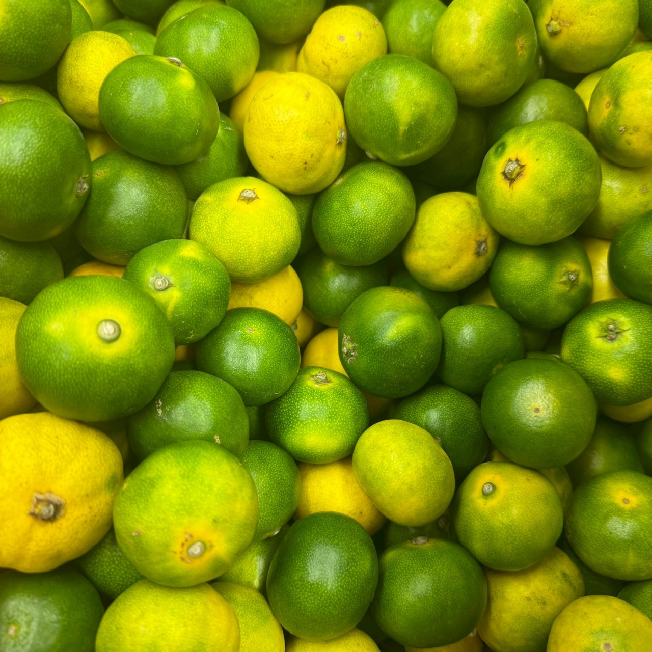 家庭用 和歌山県産 極早生みかん 1kg