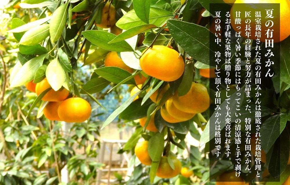 ã5æåºè·äºå®ãå°çã¡ãã ããŠã¹ã¿ãã æž©å®€æ œå¹ å€ã®æç°ã¿ãã 2kg ç§å 2Sãµã€ãºä»¥äž åæå±±ç ç£å°çŽé ã¿ããã®äŒ