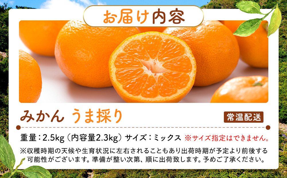 みかん うま採り 箱込約 2.5kg（内容量2.3kg） 光センサー選別 みかんの会厳選 サイズミックス 和歌山県産 産地直送 【みかんの会】［2026年11月中旬より順次出荷予定］