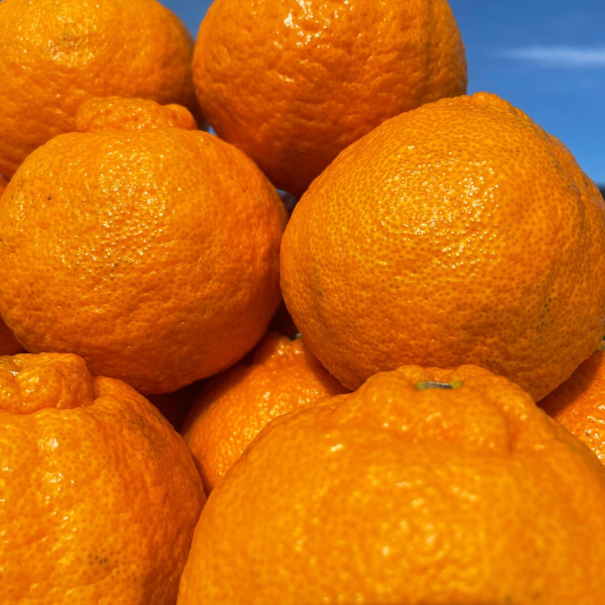 和歌山 有田 不知火 しらぬい 5kg