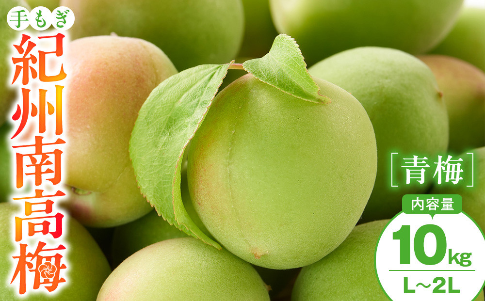 手もぎ 青梅 南高梅 10kg L～2Lサイズ 谷本農園